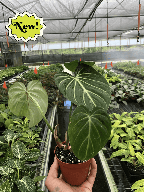 Philodendron Gloriosum 'Zebra'-0