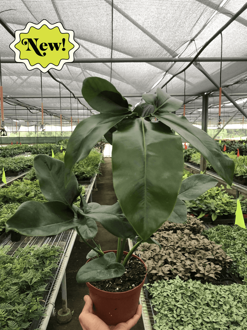 Philodendron 'Goeldii'-6