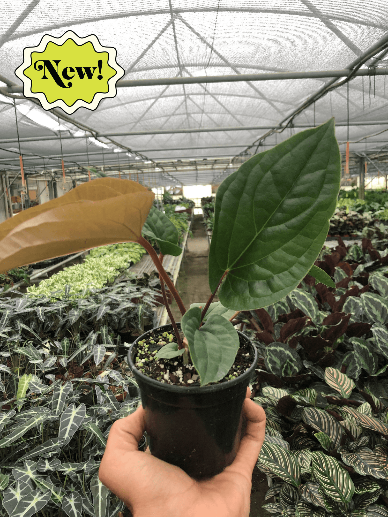 Anthurium 'Radicans x Luxurians'-3